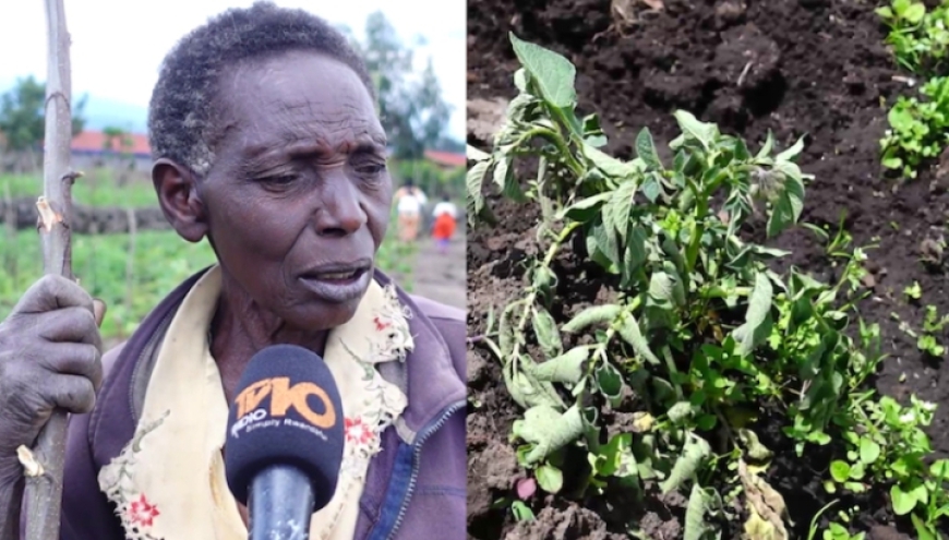 Muri Nyabihu hadutse indwara y’ibirayi itera agahinda abahinzi ku buryo hari n’uwiyahuye