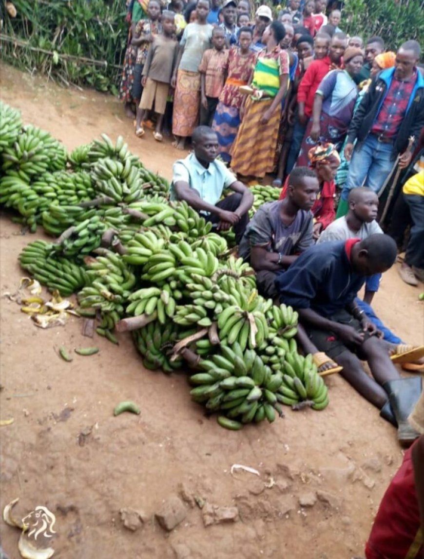 Barakoze ishyirahamwe ruharwa Gatsibo  Hafashwe abajura 5 batemaga ibitoki byabandi nkabatema mu kwabo