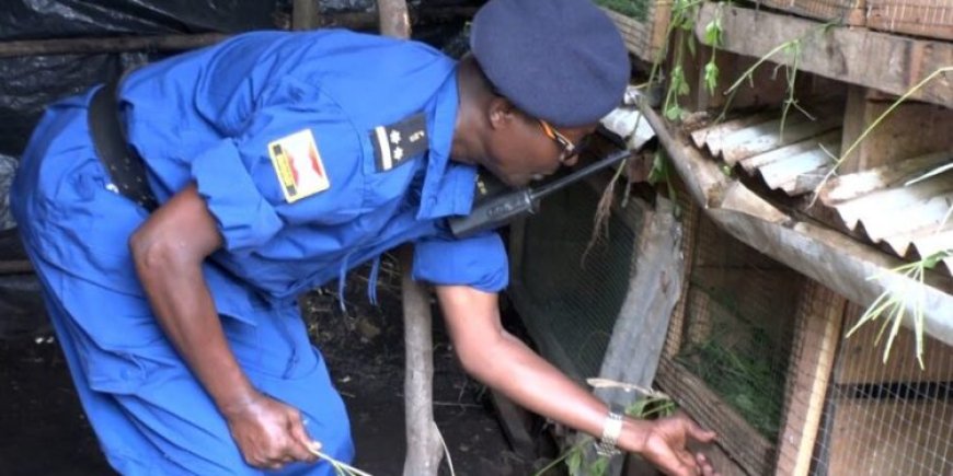 Burundi: Bamwe mu bapolisi baravuga ko batasigaye inyuma, ko bagiye kwiyororera inkwavu